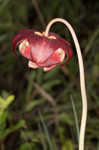 Crimson pitcherplant